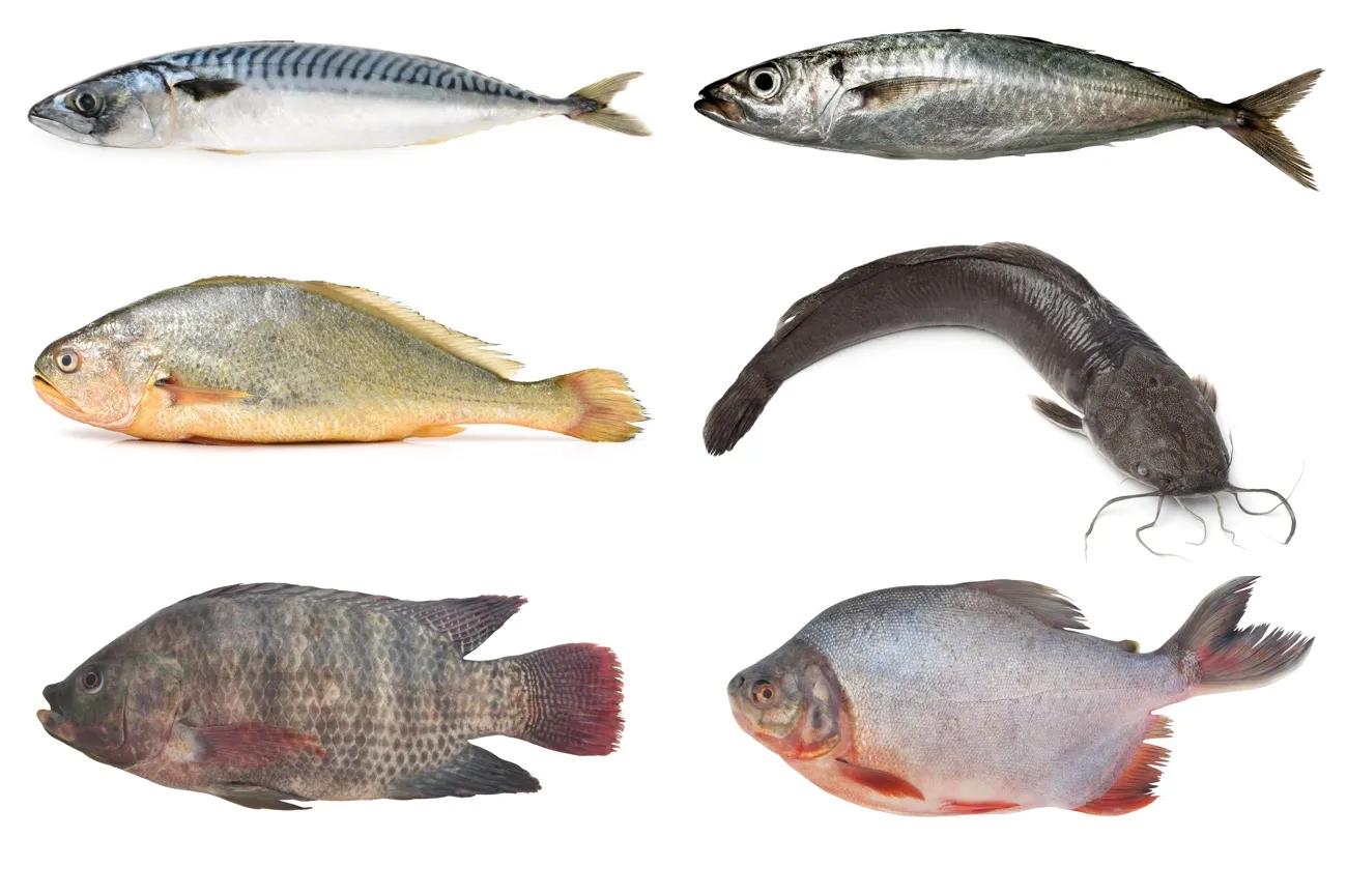 Frozen fish range